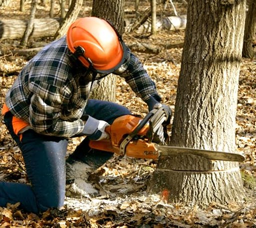 Tree Removal in Sasser, GA